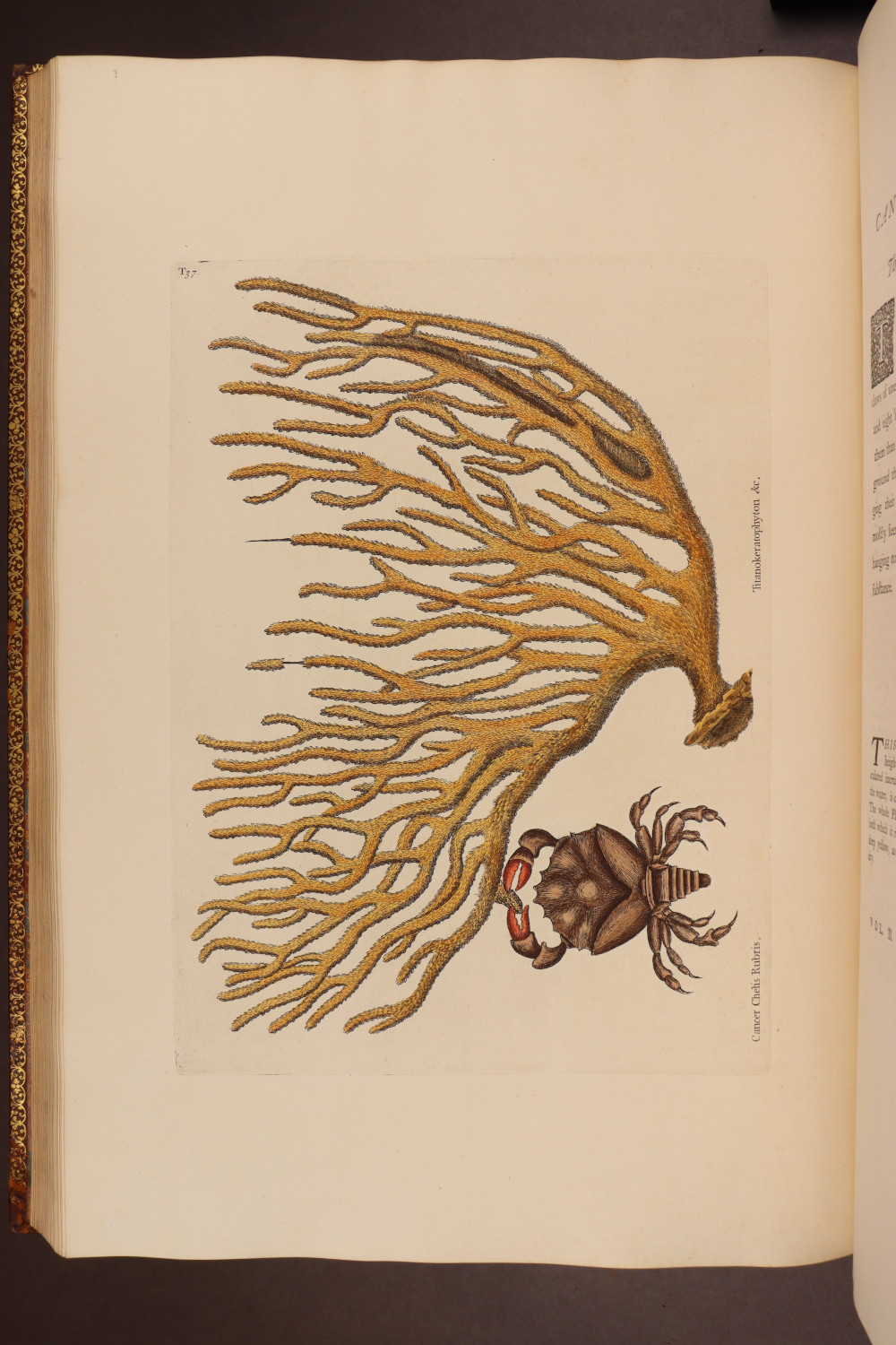 Plate 37
